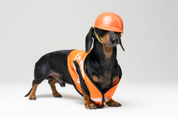 istock Dog builder dachshund in an orange construction helmet  at gray background 1093690684