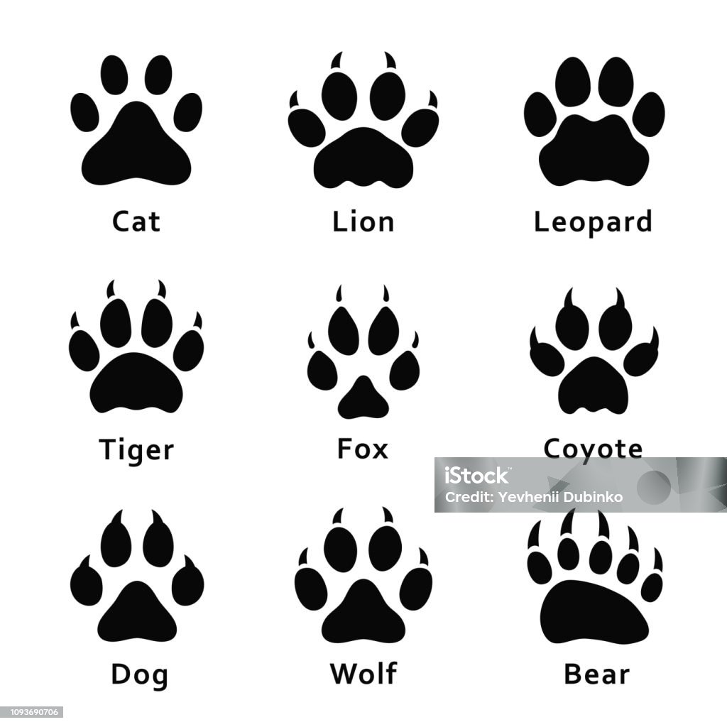 Animals Footprints Paw Prints Set Of Different Animals And Predators  Footprints And Traces Cat Lion Leopard Tiger Fox Wolf Coyote Dog Bear Stock  Illustration - Download Image Now - iStock