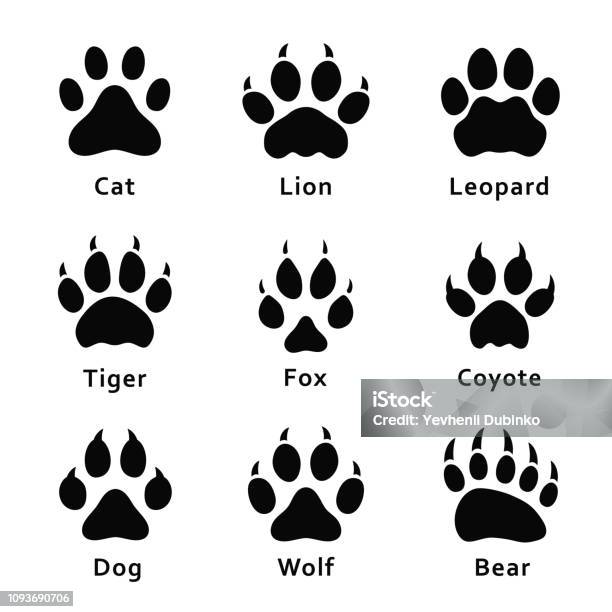 Animals Footprints Paw Prints Set Of Different Animals And Predators Footprints And Traces Cat Lion Leopard Tiger Fox Wolf Coyote Dog Bear Stock Illustration - Download Image Now