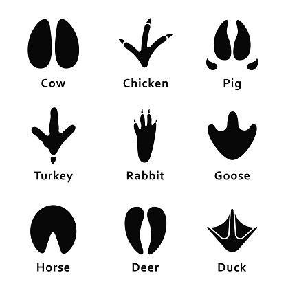 Animals footprints, paw prints. Set of different animals and birds footprints and traces. Cow, chicken, pig, turkey, rabbit, goose, horse, deer, duck. Vector