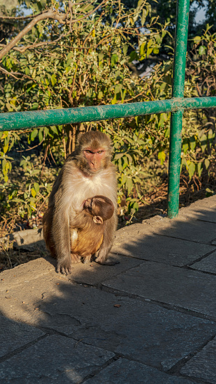 Baby Monkey hug mather in temple