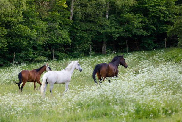 istock horses running in spring pasture meadow 1093690874
