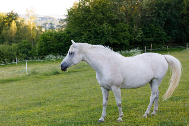 istock white horse is grazing in spring meadow 1093690892