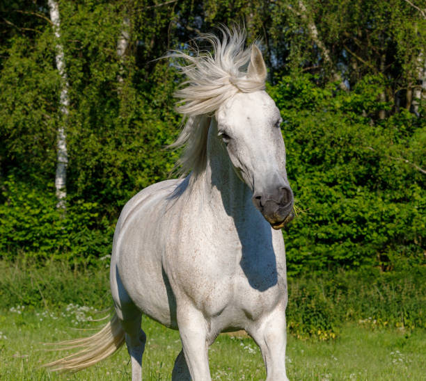 istock white horse running in spring pasture 1093690924
