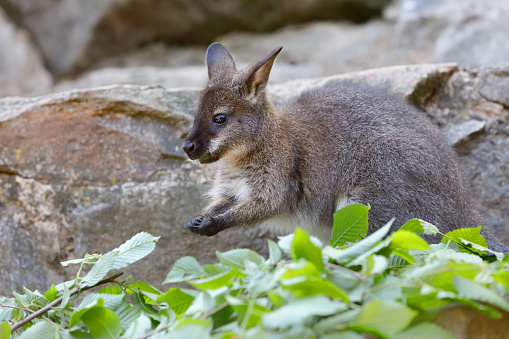 cute baby of kangaroo species Red necked Wallaby on rock