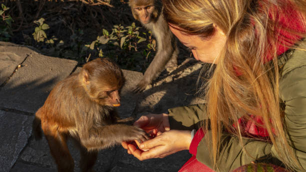 istock Baby monkey eats peanut from woman hand 1093691192