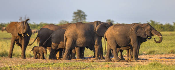 grupo de elefantes africanos - south africa addo animal elephant fotografías e imágenes de stock