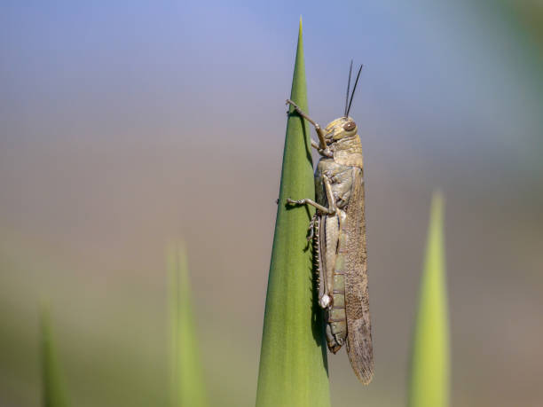 locusta migratrice pianta verde arroccata - locust epidemic grasshopper pest foto e immagini stock