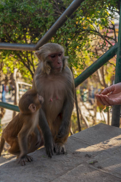 istock Monkey eating food from human hand in Monkey temple 1093691328