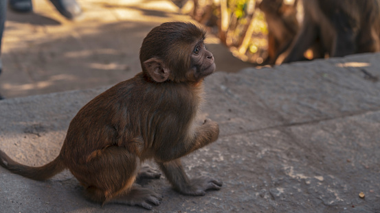 Baby Monkey at Monkey Temple