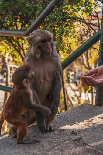 Monkey eating food from human hand in Monkey temple
