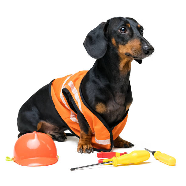 istock Dog builder dachshund in an orange construction helmet with various construction tools (screwdriver, pliers), isolated on white background 1093691512
