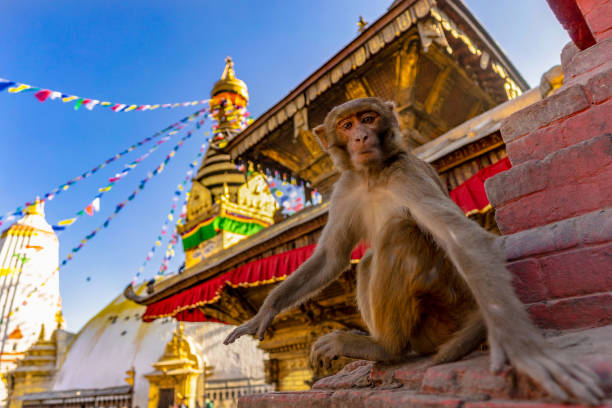 monos en monkey temple - swayambhunath fotografías e imágenes de stock