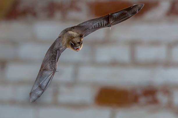 istock Male Pipistrelle flying against white brick wall 1093697304