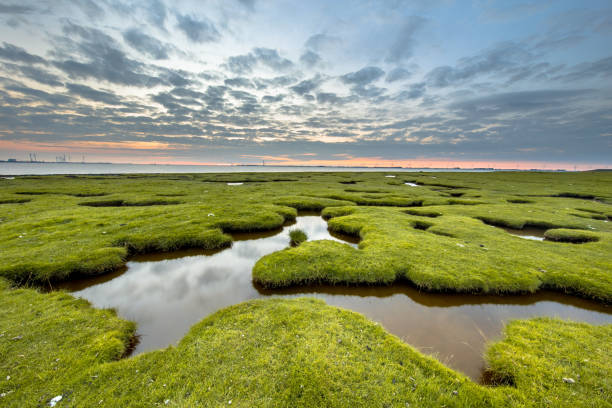 эрозионые отверстия в приливном болоте долларда - reclaimed land стоковые фото и изображения