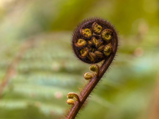 istock Unravelling fern frond in forest 1093697504