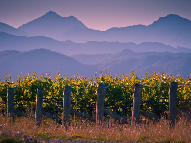 Vineyard with mountain background View of vineyard with misty mountains backdrop at sunset Marlborough region New Zealand marlborough new zealand stock pictures, royalty-free photos & images