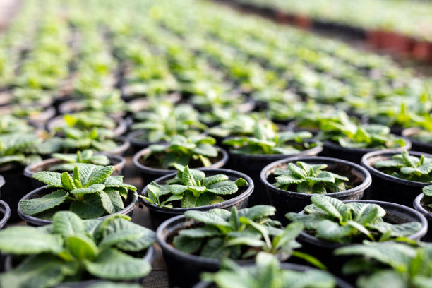 Group of plants in pots