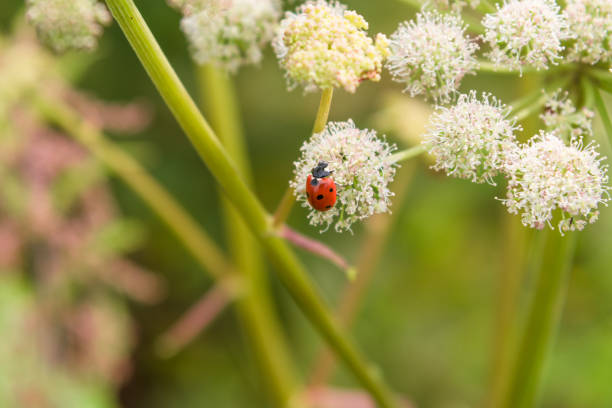 marienkäfer auf angelica sylvestris blume nahaufnahme - makro. schönen sommer floraler hintergrund. - angelica sylvestris stock-fotos und bilder