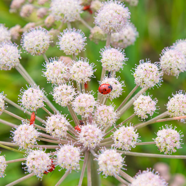 marienkäfer auf angelica sylvestris blume nahaufnahme - makro. schönen sommer floraler hintergrund. - angelica sylvestris stock-fotos und bilder