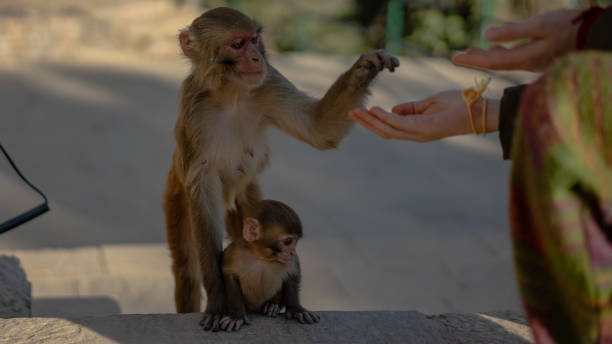 istock Monkey and her baby eating Monkey temple 1093700080