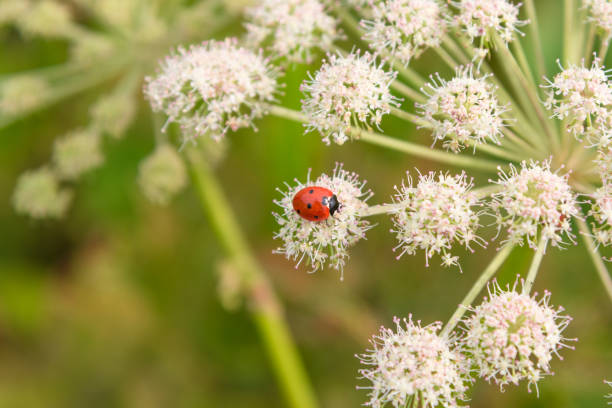 marienkäfer auf angelica sylvestris blume nahaufnahme - makro. schönen sommer floraler hintergrund. - angelica sylvestris stock-fotos und bilder