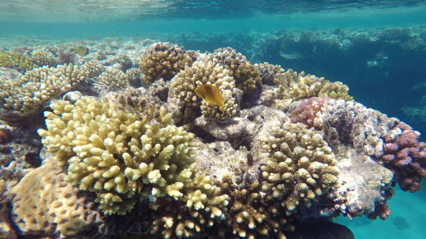 istock Yellow fish among the coral reef, close up 1093700132