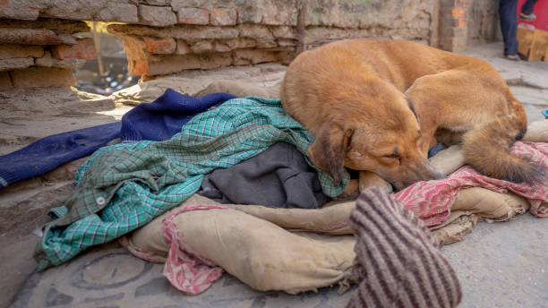 istock Street dog Nepal 1093700170