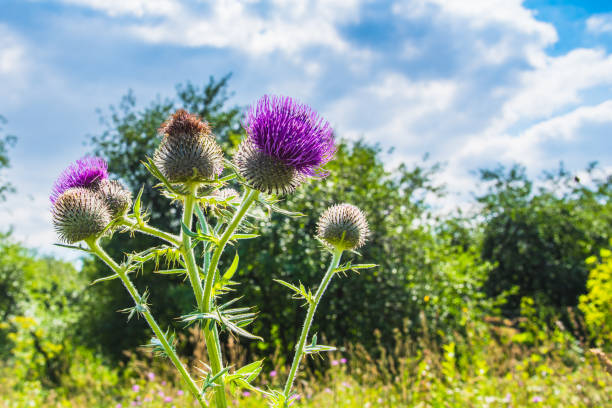 istock Bush blooming burdock on the summer field, close-up. 1093700228