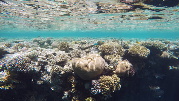 rafa koralowa pod wodą, dużo ryb, nurkowanie - vitality sea aquatic atoll zdjęcia i obrazy z banku zdjęć