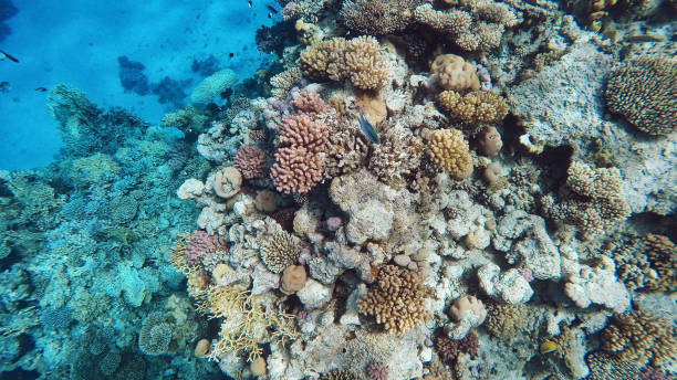 istock Coral reef underwater, a lot of fish, diving 1093700518