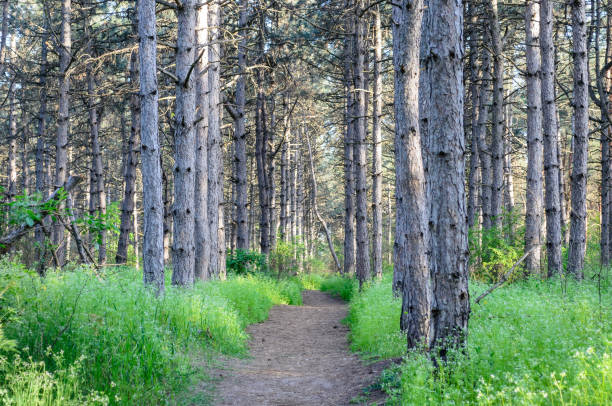 istock Path, illuminated by the sun. The road passes through a coniferous forest. Lots of greenery, tall grass and slender trees (including pines) 1093700868