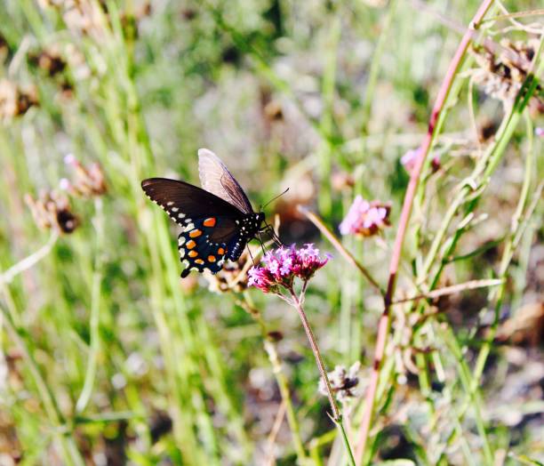 istock Flowers and Butterflies 1093701992