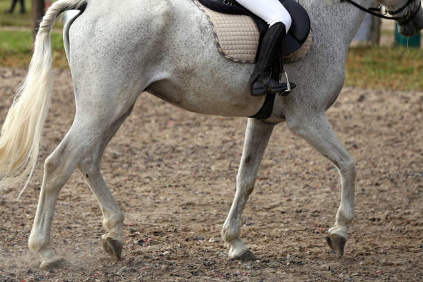 istock Close up of a sport saddle on equestrian event 1093702112