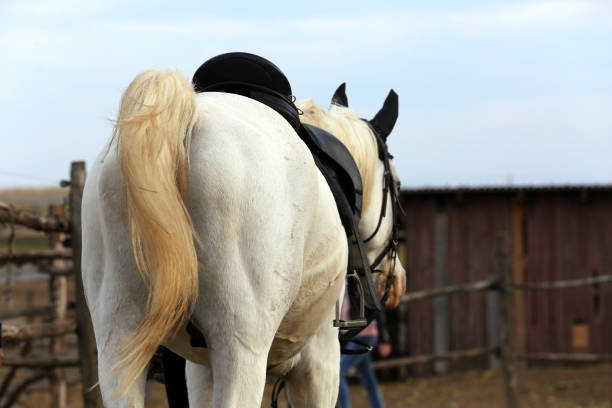 istock Close up of a sport saddle on equestrian event 1093702176