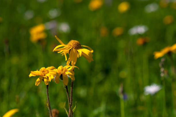 istock Green mountain meadow with colored mountain flowers as a background or texture. 1093702692