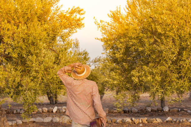istock Young man with a classical or spanish guitar holding a straw hat and looking the sunset in a olives tree field. Bohemian flamenco guitarist. 1093703004