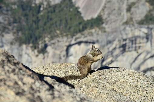 A ground squirrel on the edge of a rock formation eats while standing at Glacier Point.