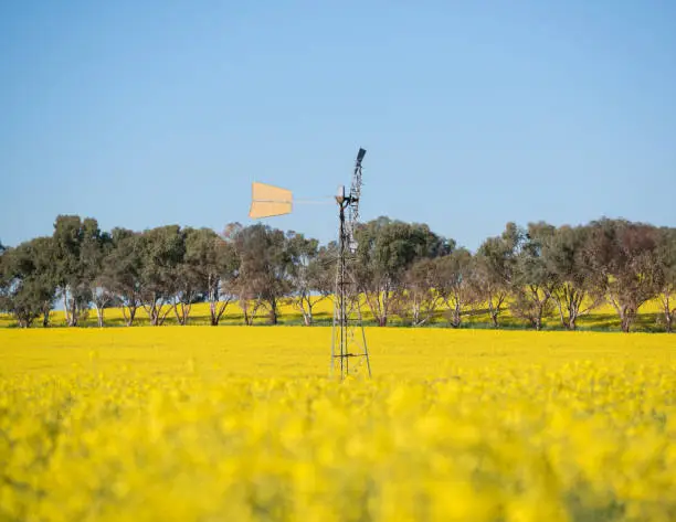 Photo taken at a canola field in York, Western Australia.