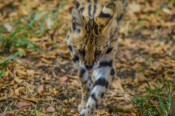 istock A cute and small Serval staring at us in a game reserve 1093706698