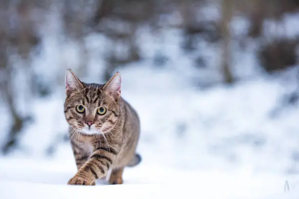 Photo of Young striped cat on a snowy day in nature.