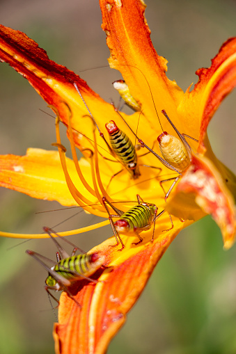 Close-up of five Poecilimon thoracicus, Phaneropteridae bush-crickets on a damaged Orange day lily or Hemerocallis fulva, natural blurred background, selective focus in the Bulgarian town of Dimitrovgrad