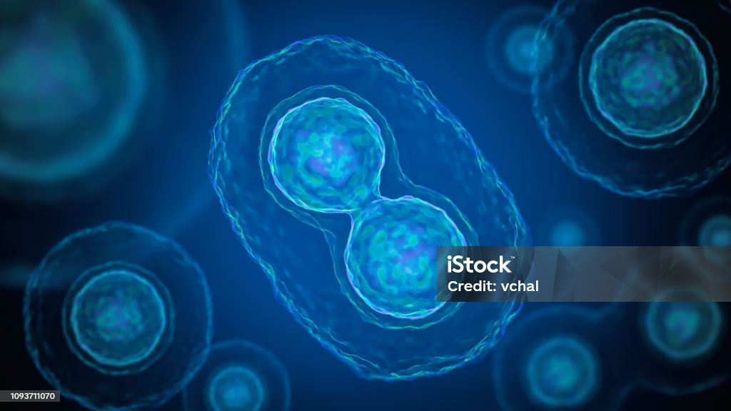 Mitosis - cell division of bacteria. 3D rendered illustration. Biological Cell Stock Photo