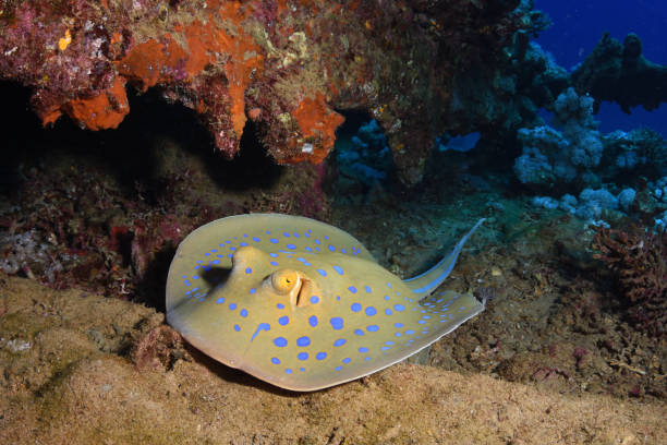 istock Bluespotted Ribbontail Ray or Stingray, Red Sea, Egypt 1093711852