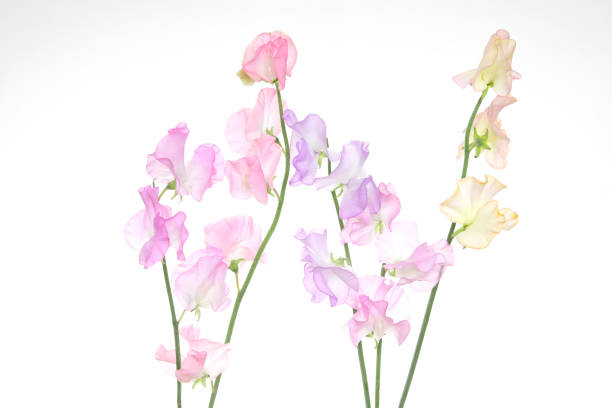 Pictured  sweetpea  in a white background.