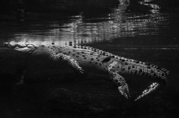 istock Australian Saltwater Crocodile 1093712212