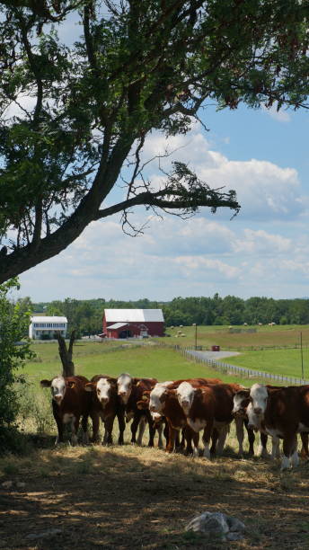 istock American ranch / Pasture and cows.Vertical. 1093715702