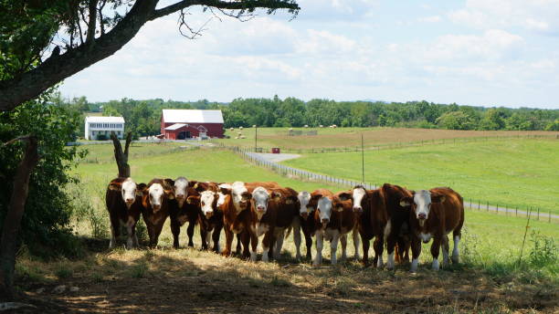 istock American ranch / Pasture and cows. 1093715710