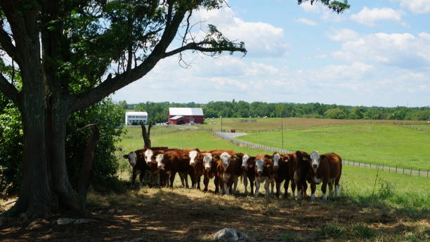 istock American ranch / Pasture and cows.Cows looking side by side. 1093715712