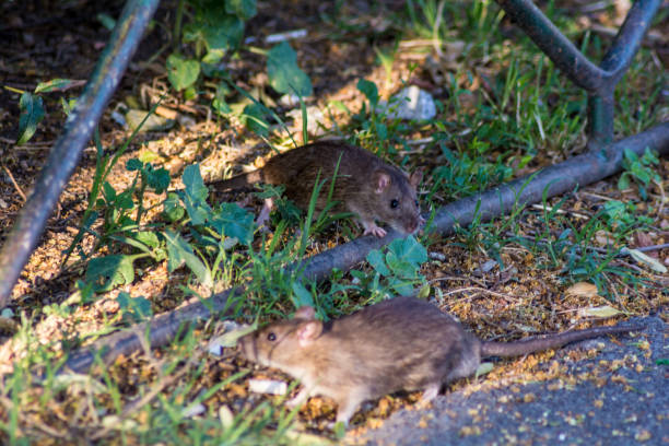 istock Rat in the city 1093717932